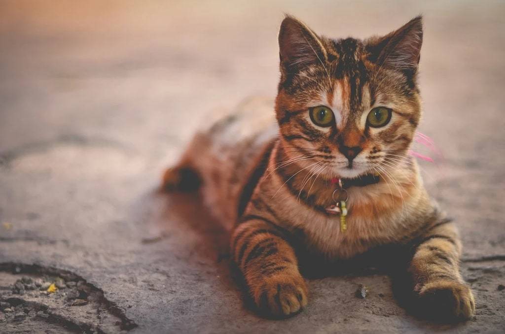 Une protection antiparasitaire adaptée aux chats de plus de 2 kilos